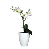PHALAENOPSIS BEL V BELEM LONCU TUSCA ORCHID  D10CM - H35XD15CM