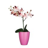 PHALAENOPSIS ROZA V LONCU TUSCA ORCHID ROZA D10CM - H35XD15CM