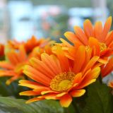UMETNO CVETJE EVERGREENS GERBERA ORANŽNA