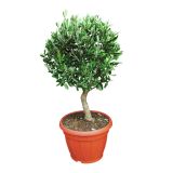 OLJKA V PVC SKLEDI L20