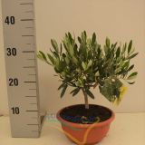 OLJKA V PVC SKLEDI L20