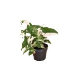 SOBNA ZELENA RASTLINA VARIEGIRAN SINGONIJ L15