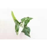 SOBNA ZELENA RASTLINA VARIEGIRAN SINGONIJ L15