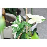 SOBNA ZELENA RASTLINA VARIEGIRAN SINGONIJ L15