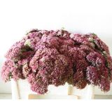 TRAJNICA VELIKA HERMELIKA L17