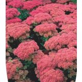 TRAJNICA VELIKA HERMELIKA L17