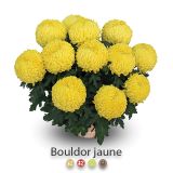 KRIZANTEMA VELIKOCVETNA SKLEDA 30 CM L30