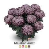 KRIZANTEMA VELIKOCVETNA SKLEDA 30 CM L30