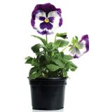 MAČEHA VELKOCVETNA L9