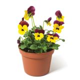 MAČEHA VELKOCVETNA L9