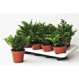 PRAPROT VENERINI LASKI L12