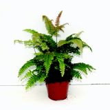 PRAPROT VENERINI LASKI VENUS L12