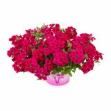 VERBENA VOLMARY PERUVIANA SAMIRA L12