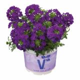 VERBENA VOLMARY PERUVIANA VECTURA L12