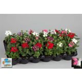 SEZONSKA RASTLINA VERBENE MIX L10