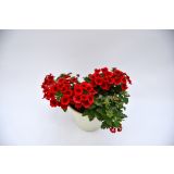 SEZONSKA RASTLINA VERBENE MIX L10