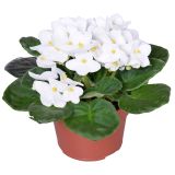 VIJOLICA AFRIŠKA L12