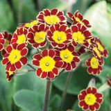 PRIMULA VIKTORIJANSKA RED L13