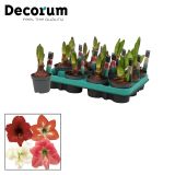 CVETOČA SOBNA RASTLINA VITEZOVA ZVEZDA KOLIBRI MIX L9