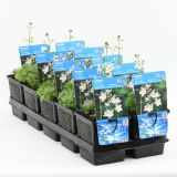 VODNE RASTLINE VODNA GREBENIKA L11