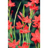 VODNE RASTLINE VODNA LILIJA MAJOR L 9