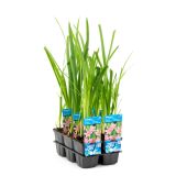 VODNE RASTLINE VODNA LILIJA MRS HEGARTY L9