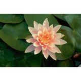 VODNE RASTLINE MARELIČNI LOKVANJ L 11