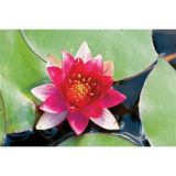 VODNE RASTLINE ROZA LOKVANJ L 11