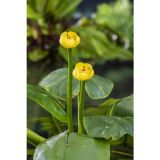 VODNE RASTLINE RUMENI BLATNIK L 11