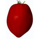 PLODOVKE VOLOVSKO SRCE COEUR DE BOEUF L12