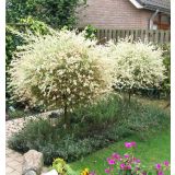 VRBA JAPONSKA PISANOLISTNA L19