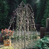 VRBA KILMARNOCK NA DEBLU 100 L23 CM