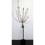 LISTAVEC VRBA MELANOSTACHYS NA STEBLU L19