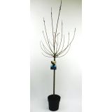 LISTAVEC VRBA MELANOSTACHYS NA STEBLU L19