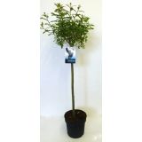 LISTAVEC VRBA MELANOSTACHYS NA STEBLU L19