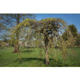 VRBA PENDULA L30 V110