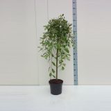 VRBA PENDULA L30 V110