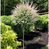 VRBA SALIX HAKURO NISHIKI NA DEBLU L19 CM