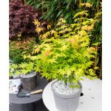VRBA SALIX HAKURO NISHIKI NA DEBLU L19 CM