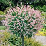 VRBA SALIX HAKURO NISHIKI NA DEBLU L19 CM