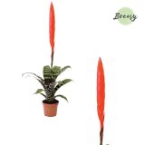 CVETOČA SOBNA RASTLINA VRISEJA ERA L9