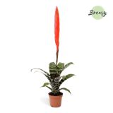 CVETOČA SOBNA RASTLINA VRISEJA ERA L9