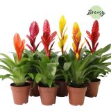 CVETOČA SOBNA RASTLINA VRISEJA MIX L12