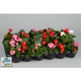 SEZONSKA RASTLINA VRTNE BEGONICE MIX L9