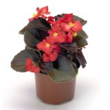 SEZONSKA RASTLINA VRTNE BEGONICE MIX L9