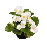 SEZONSKA RASTLINA VRTNE BEGONICE MIX L9