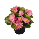 SEZONSKA RASTLINA VRTNE BEGONICE MIX L9