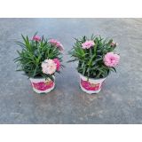 MIX POMLADNIH RASTLIN VRTNI NAGELJ L10.5