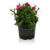 SEZONSKA RASTLINA VRTNI NAGELJ MIX L10