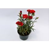 SEZONSKA RASTLINA VRTNI NAGELJ MIX L10